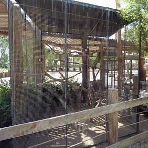 African Pied Crow Exhibit