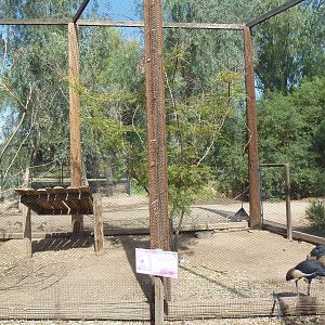 West African Crowned Crane Exhibit