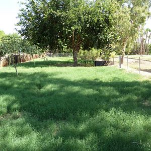 Blue Duiker/Gunther's Dik-Dik Exhibit