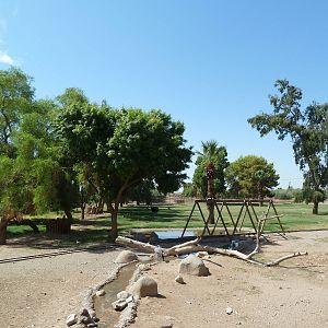 African Savanna (9 Species)