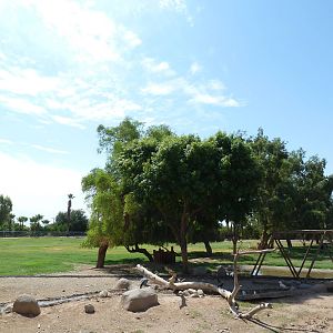 African Savanna (9 Species)