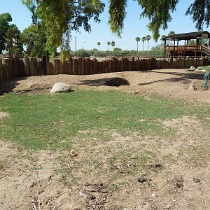African Spurred Tortoise Exhibit