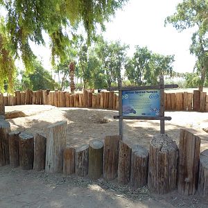African Spurred Tortoise Exhibit