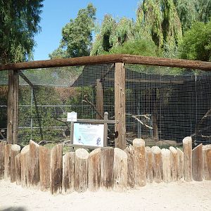 DeBrazza's Monkey Exhibit