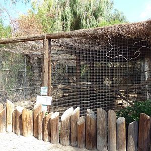Patas Monkey Exhibit
