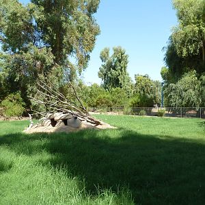 African Wild Dog Exhibit