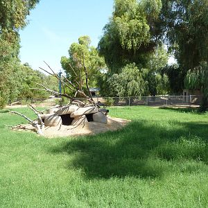 African Wild Dog Exhibit