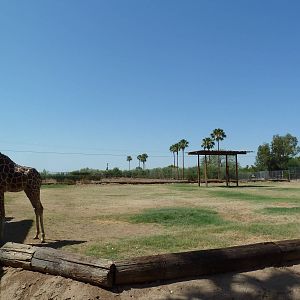 Giraffe Exhibit