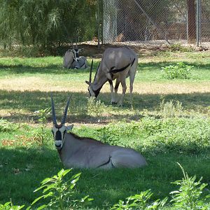 Beisa Oryx