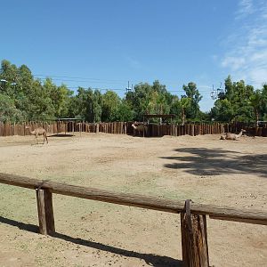 Dromedary Exhibit