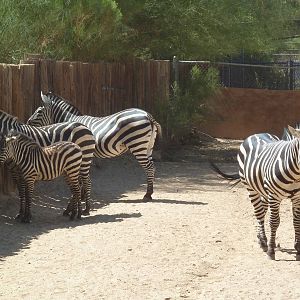 Grant's Zebras