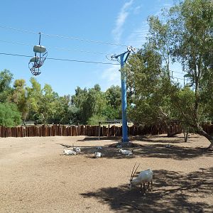 Arabian Oryx Exhibit