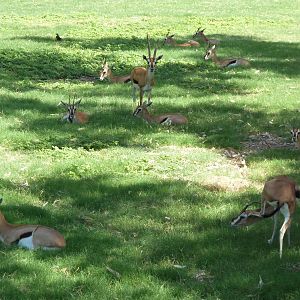 Thomson's Gazelles