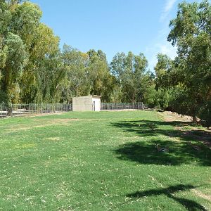 Thomson's Gazelle Exhibit