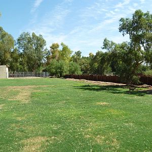 Thomson's Gazelle Exhibit