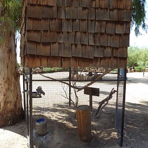 African Grey Parrot Exhibit