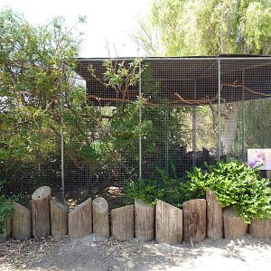 Lady Ross's Turaco Exhibit