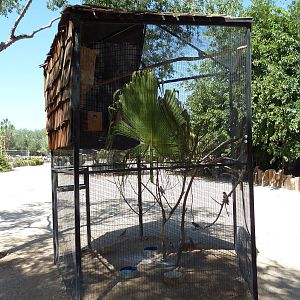 Masked Lovebird Exhibit