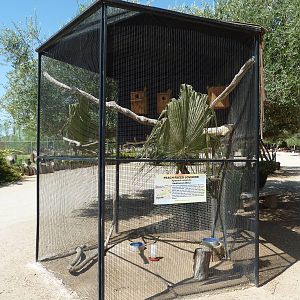 Peach-Faced Lovebird Exhibit