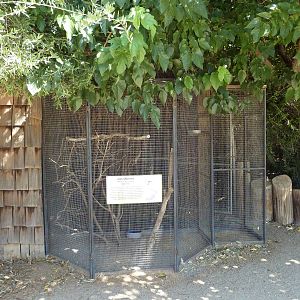 Java Sparrow Exhibit