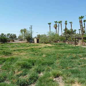 Brazilian Tapir Exhibit
