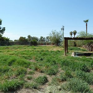 Brazilian Tapir Exhibit