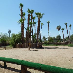 White Rhino Exhibit