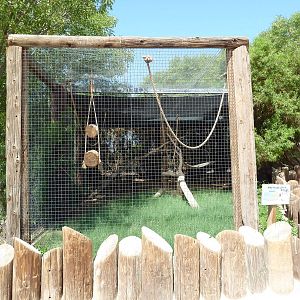 Ring-Tailed Lemur Exhibit