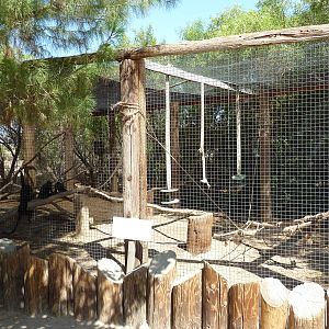 Black Mangabey Exhibit