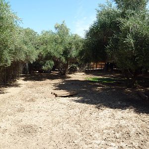 Red River Hog Exhibit