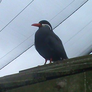 inca tern 190911