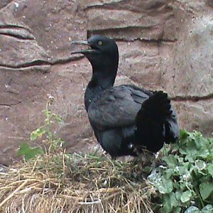 bank cormorant 190911