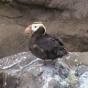 tufted puffin 190911