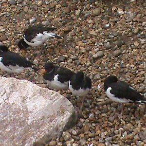 oystercatchers 190911