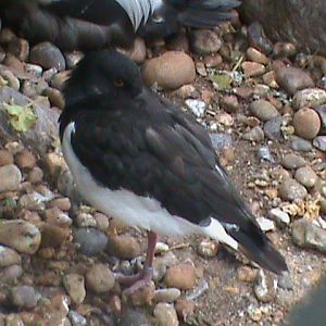 oystercatcher 190911