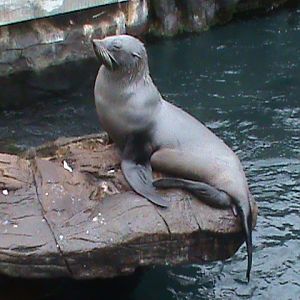 south american fur seal 190911