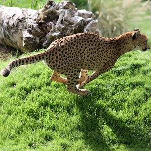 Cheetah Chase