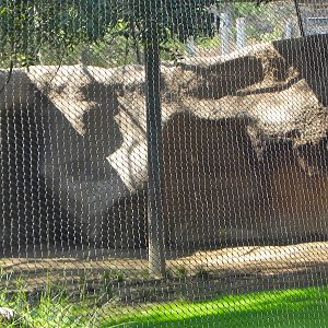 Maned wolf exhibit. (old takin exhibit)