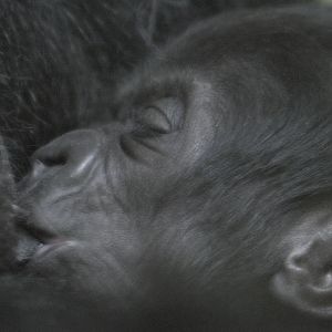 Gorilla infant Kukena suckling