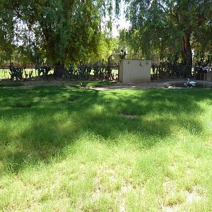 Mute Swan/Lesser Magellan Geese Exhibit
