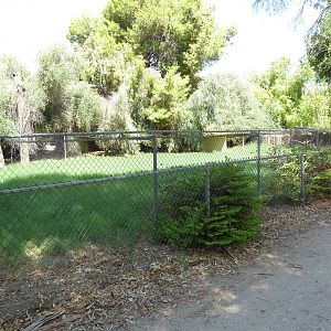 New Guinea Singing Dog Exhibit