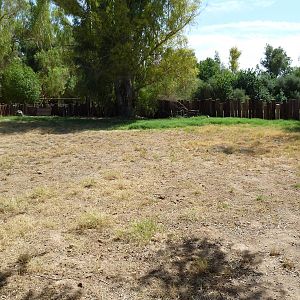 Reeve's Muntjac Exhibit
