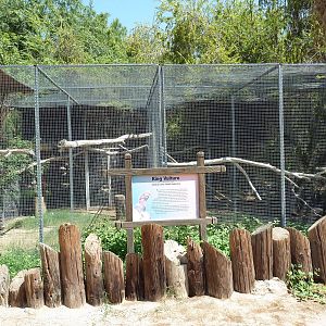 King Vulture Exhibit