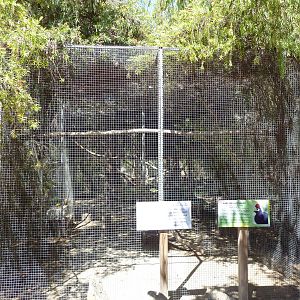 Lady Ross's Turaco Exhibit