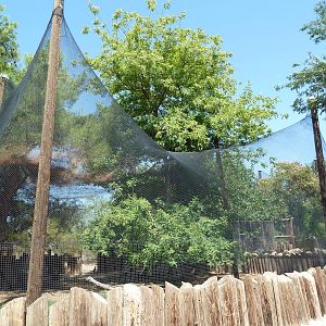 Blue Duiker/Saddle-Billed Stork/Vulturine Guinea Exhibit