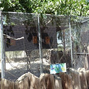 Plum-Headed Parakeet Exhibit