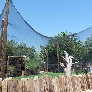 King Vulture Exhibit