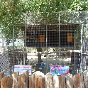 Eclectus Parrot Exhibit