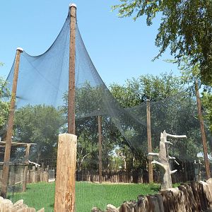 Andean Condor Exhibit