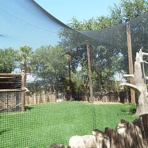 Andean Condor Exhibit